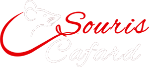 cafard souris bruxelles